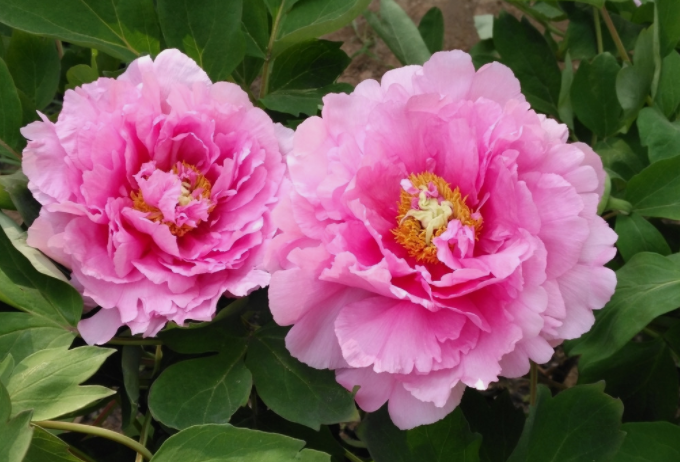 牡丹籽油精煉脫酸，企鵝機械設備較好掌控生產條件(圖1)