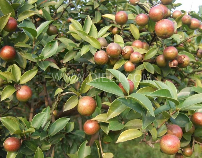 茶籽油壓榨設備認準企鵝機械，性能穩定操作便利(圖1)